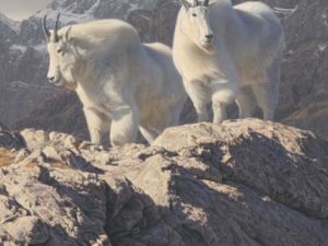 The Wonder of Wildlife