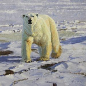 Wildlife Wonders