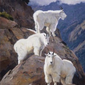 Pushing the Wildlife Envelope