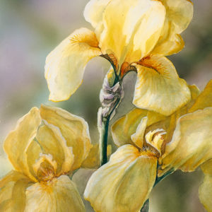 AM-Yellow-Iris Linda Eppinger Johnson
A. M. Yellow Iris, Watercolor, 13” x 19”