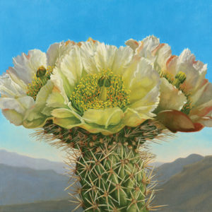 Amos-Carol-Cholla-and-Mountains-20x24-Oil-2000 Carol Amos
Cholla and Mountains, Oil, 20” x 24”