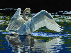 Art and Conservation