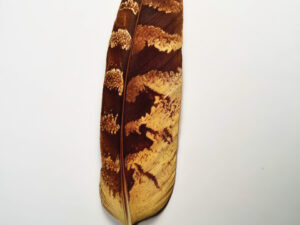 The Beauty of Birds The Beauty of Birds