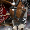 Rodeo Dust: From Lens to Canvas