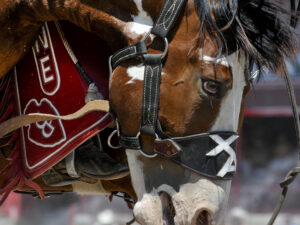 Rodeo Dust: From Lens to Canvas