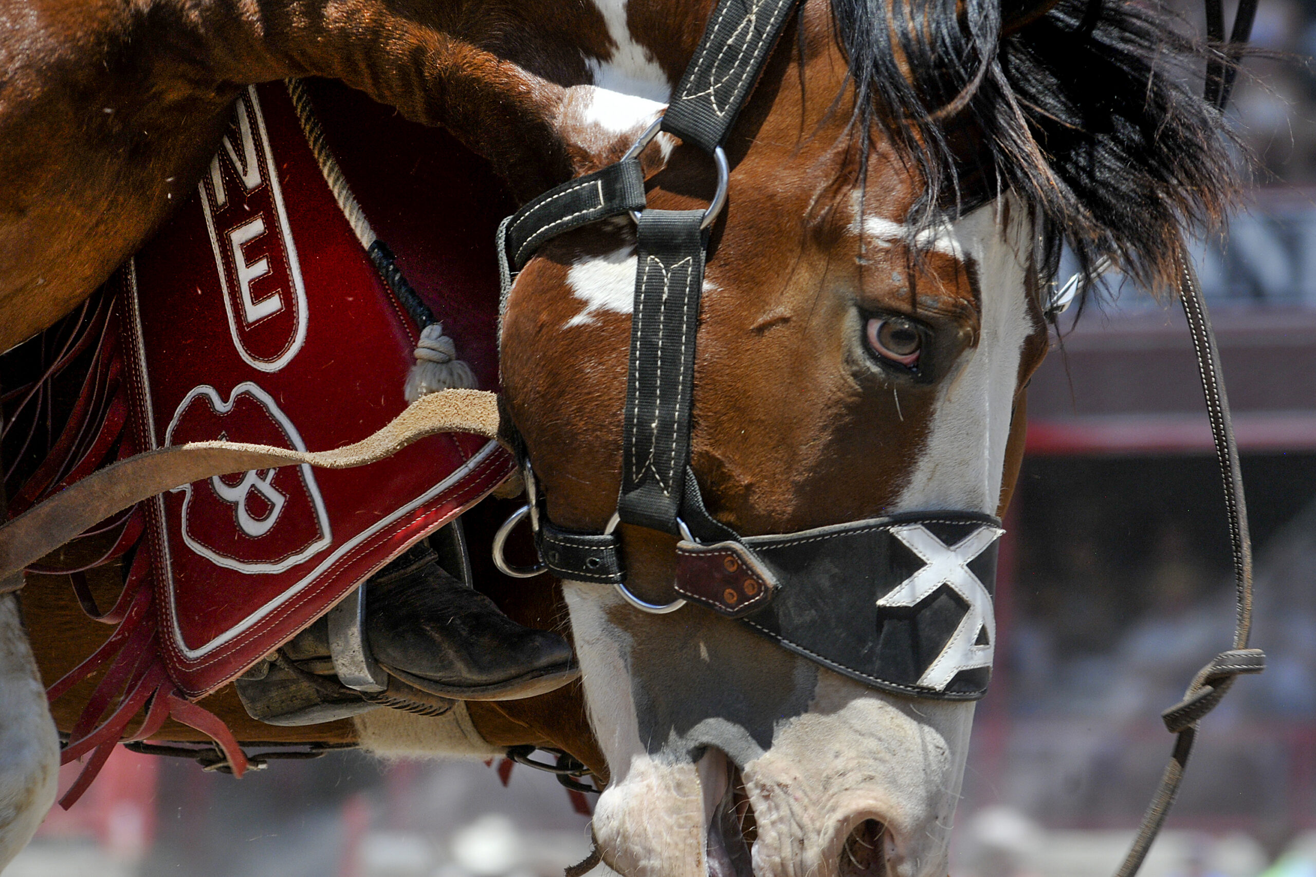 Cheyenne Frontier Days Horse Close Up
